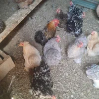 تخم مرغ نژاد زینتی کوشین مرندی|حیوانات مزرعه|شوشتر, |دیوار