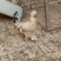 خروس برهما|حیوانات مزرعه|دشتابی, |دیوار