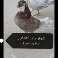 ماده خرم کاشانی