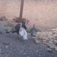 بوقلمون|حیوانات مزرعه|زاوه, |دیوار