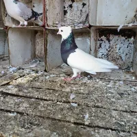 کبوتر طوقی|پرنده|گتوند, |دیوار