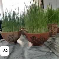 سبزه عید گندم