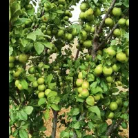 یک-باغ-نزدیک-زنجان-با-درختان-بار-ده