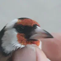 سهره نر|پرنده|مبارکه, |دیوار