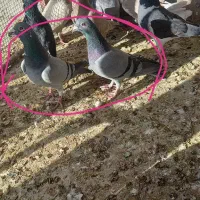 کبوتر|پرنده|مبارکه, |دیوار