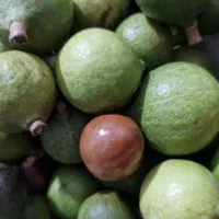 بذر ارکیده درختی،ژینکو،شاه بلوط|گل و گیاه طبیعی|رشت, آب و برق|دیوار