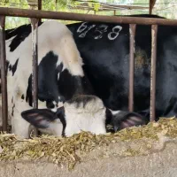 نیازمند به کارگر گاوداری  برای نگهداری از گاوها