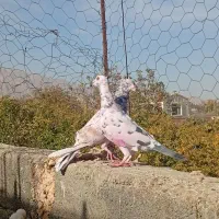 سرور و پلاکی|پرنده|حمیدیا, |دیوار