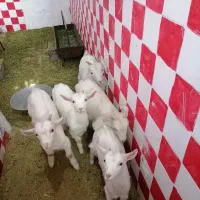 فروش بز|حیوانات مزرعه|شهرکرد, |دیوار