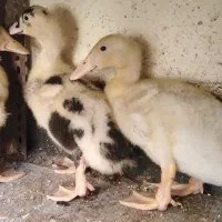 فروش اردک مگمگی چند هفته ای