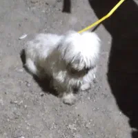 سگ شیتزو پشمالو