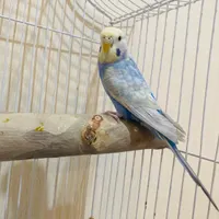 فروش مرغ عشق ماده