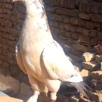 کفتر دم بور|پرنده|قرچک, شهرک صنعتی قرچک|دیوار