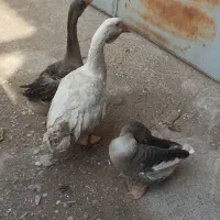 سه عدد غاز لیندا و محلی|حیوانات مزرعه|ساری, |دیوار