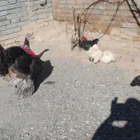 بوقلمون نر وماده