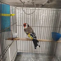 سیره طوق حلب|پرنده|بروجرد, |دیوار