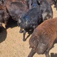 بره نر بومی  و افشار
