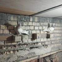 جفت کاغذی دم سفید ودوماده سرخ دم سفید|پرنده|سوسنگرد, |دیوار