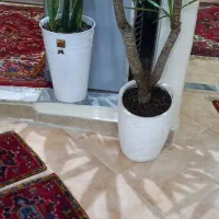 گل یوکا سانسوریا در حد نو نو گل یوکا تنه دار