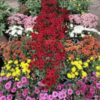 گلهای داوودی