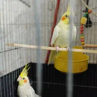 عروس هلندی