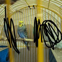 مرغ عشق پروانه ای ماده مولدآماده