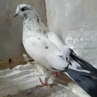 کفتر سوسکی|پرنده|اصفهان, منتظرالمهدی|دیوار