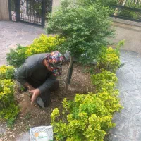 خدمات باغبانی هرس کاری  سمپاشی وبیل زدن