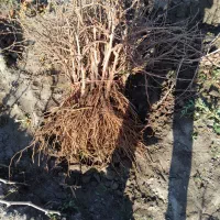 نهال انگور قرمزی کشمش سفید ومویز بیدانه ۱و۲ساله|خدمات باغبانی و درختکاری|نوشین شهر, |دیوار