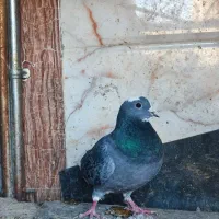 کبوتر پلنگ سنکی|پرنده|سراوان, |دیوار