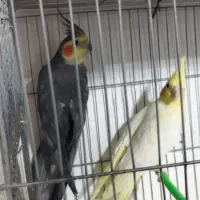 فروش عروس هلندی مولد