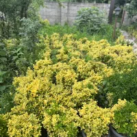 شمشاد طلایی وصال 33|گل و گیاه طبیعی|چابکسر, |دیوار