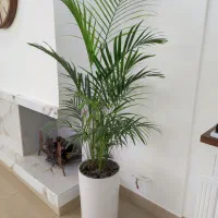 گیاه نخل شامادورا یا اریکا نو شیک عروس