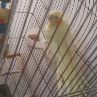 عروس هلندی ماده|پرنده|امیدیه, |دیوار