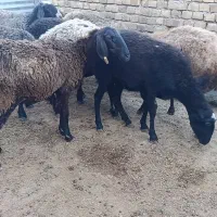 گوسفند.میش جوان بره دار|حیوانات مزرعه|قزوین, |دیوار