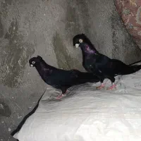 کبوتر صربستانی|پرنده|میاندوآب, |دیوار