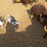 تعدادی میش،شیشک،بره نره،ماده|حیوانات مزرعه|صفادشت, |دیوار