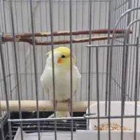 عروس هلندی جوجه با قفس|پرنده|تهران, نیکنام|دیوار