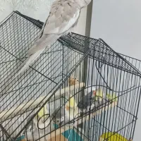 ۴تاعروس هلندی۲جفت