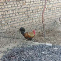 خروس