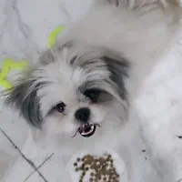 فروش سگ به علت مهاجرت