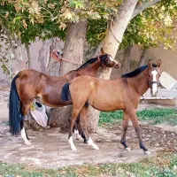 اسب مادیان درهشوری همراه کره  ۱۰ماهه