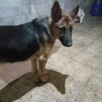 فروش یک سگ ژرمن|سگ|زنجان, |دیوار