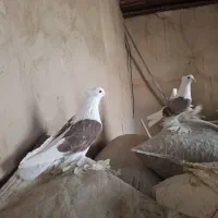 کبوتر دوکت پاپر همدانی|پرنده|ممقان, |دیوار