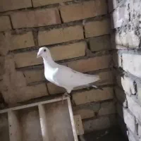 کلاغ سرخو سیا|پرنده|تربت‌حیدریه, ۴۵ متری|دیوار