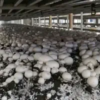 نیازمند زیر زمین یا کارگاه یا سالن برای قارچ