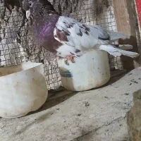 معاوضه چند جفت کله ای  با سگ قدرجونی یا زنبور