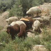 بره