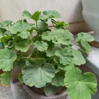 چند گل طبیعی|گل و گیاه طبیعی|اردبیل, |دیوار