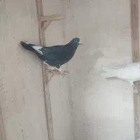 کفتر ماده پرشی